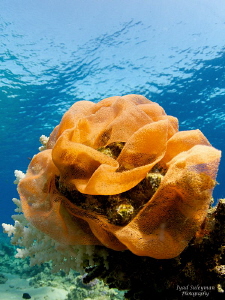 Eggs of Spanish Dancer
Ambient light, Magic filter by Iyad Suleyman 